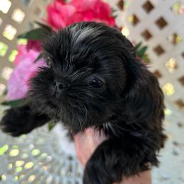 Mochi - Sable male Shih Tzu puppy in Victorville, California from Precioustzus