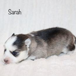 Sarah - Silver and white female Pomsky puppy in Denham Springs, Louisiana from Bayouland Pomskies