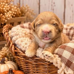 Biscuit - Red  male Goldendoodle puppy in Atwood, Oklahoma from Luxe Doodle Haven