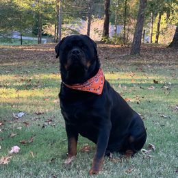 Kaiser - Rottweiler
