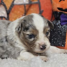Phantom - Blue merle female Miniature Australian Shepherd puppy in Bethany, Connecticut from Tini Thyme Mini Aussies