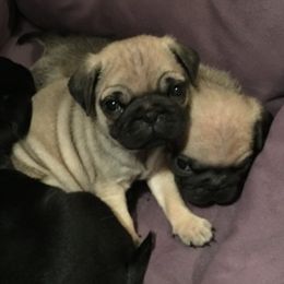 Pugs from Oakcreek Farm