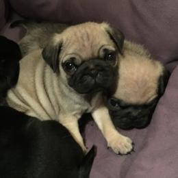 Pugs from Oakcreek Farm