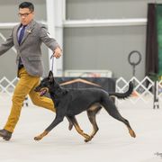 Fat Tuesday - Beauceron