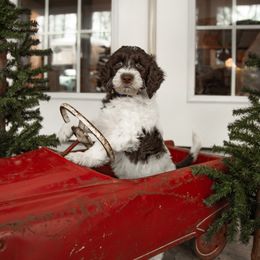 Australian Labradoodle Puppies from Providence Labradoodles
