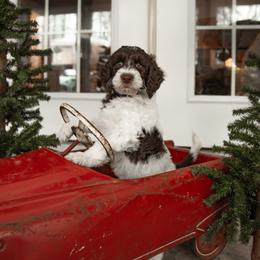 Australian Labradoodle Puppies from Providence Labradoodles