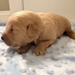 Captain - Light golden male Golden Retriever puppy in Seville, Ohio from Retriever Ranch