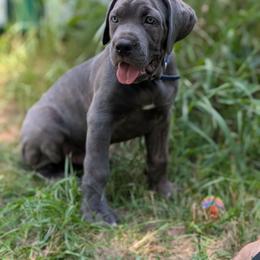 Carl - Gray brindle male Cane Corso puppy in Princeton, Minnesota from God Of War Cane Corso
