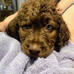 Labradoodle Puppies from AV Cares Doodles