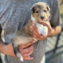 Ms. Gray - Sable merle and white female Collie puppy in Tallahassee, Florida from Lampost Kennels