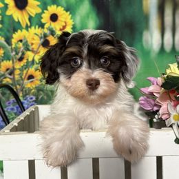 Charles - Chocolate male Havanese puppy in Clermont, Florida from Country Sweet Havanese and Creative Coaching