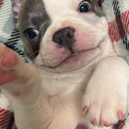 Boston Terriers and Companion Crosses from Blue Elite Boston Terriers