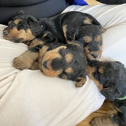 Welsh Terrier Puppies from Snow Dragon Welsh Terriers