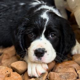 English Springer Spaniel Puppies from Butterfield Trail Farm