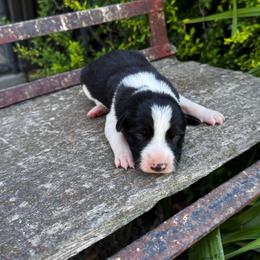 Girl 2 - black and white - Black and white female Border Collie puppy in Minden, Iowa from Rocking N Registered Border Collies & Labradors