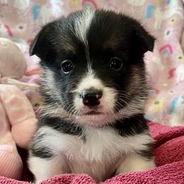 PURPLE Girl - Black and tan female Pembroke Welsh Corgi puppy in Acampo, California from Rees Corgis