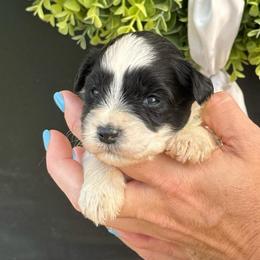 Cruise - Green Boy - Parti male Miniature Schnauzer puppy in Oneonta, Alabama from Murphree Valley Kennels