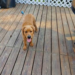 Jake - Yellow male Labrador Retriever puppy in Canton, Georgia from Dukes Retirevers