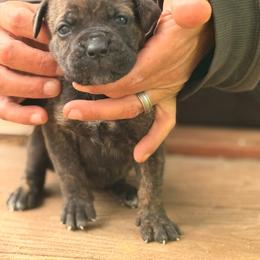 Spice pie - Chestnut brindle female Cane Corso puppy in Ranger, Texas from Luna Rossa Cane Corso