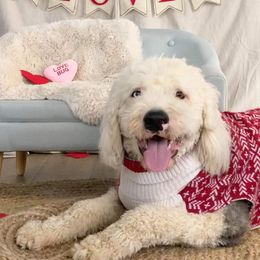 Old English Sheepdog All Grown Up from Canine Castle of Cleveland
