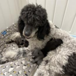 Laney - Bernedoodle