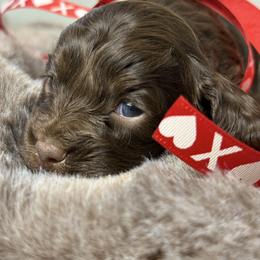 Liv - Brown female Cockapoo puppy in Palmdale, California from Pucci Pawfect