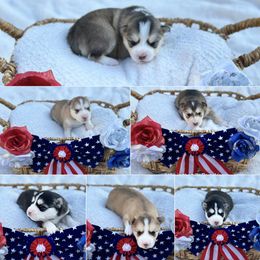 Pomsky Puppies from Lake in the hills Pomskies