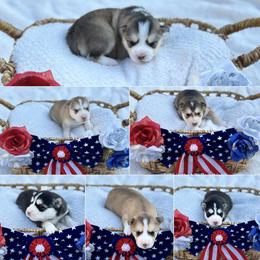 Pomsky Puppies from Lake in the hills Pomskies