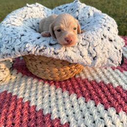 Brooks - Cream male Dachshund puppy in New Albany, Mississippi from Double A. Doxies
