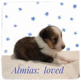 Almias - Sable and white male Shetland Sheepdog puppy in Minnesota from Sheltie Puppies