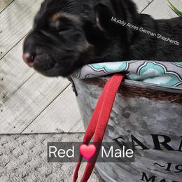 Red - Black and tan male German Shepherd puppy in Tony, Wisconsin from Muddy Acres German Shepherds