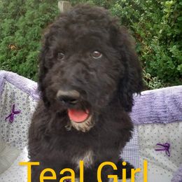 Teal (was Tan) Girl - Sheepadoodle puppy in Kimberly, Idaho from Wizardwood Doodles