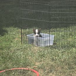 American Corgi Puppies from Whitecreek Corgis of Columbus, IN