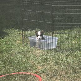 American Corgi Puppies from Whitecreek Corgis of Columbus, IN