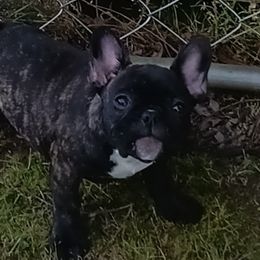 French Bulldogs from Jettons Jewels Frenchies