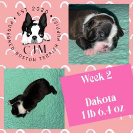 Dakota - Black and white female Boston Terrier puppy in Jupiter, Florida from CJM Boston and Boxer Puppies