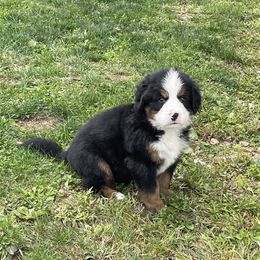Bernese Mountain Dog Puppies from Willow Tree Berners