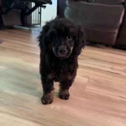 Millie - Phantom female Poodle puppy in Crosby, Texas from Painted Rose Poodles and Doodles