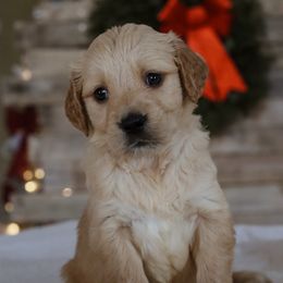 Kate McCallister (home alone) - Golden female Golden Retriever puppy in Harriman, Tennessee from Grace Golden Retrievers