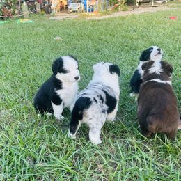 Miniature Australian Shepherd Puppies from Lucky Bones Miniature Australian Shepherds