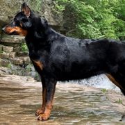 Butch - Beauceron