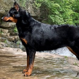 Butch - Beauceron
