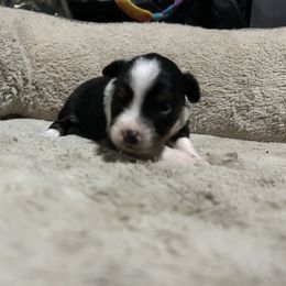 Ella - Black tri female Miniature American Shepherd puppy in Terryville, Connecticut from Spirited Aussies