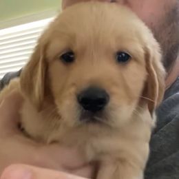 Mr Blackie Mac - Golden male Golden Retriever puppy in Fresno, California from Warwick’s Central California Goldens