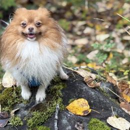 Bourbon - Chocolate sable male Pomeranian puppy in Anchorage, Alaska from Arctic Pomeranians