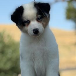 Blue Merle Lrg Spots - Blue merle female Australian Shepherd puppy in Touchet, Washington from Northwest Rainbow Aussies and Golden Retrievers
