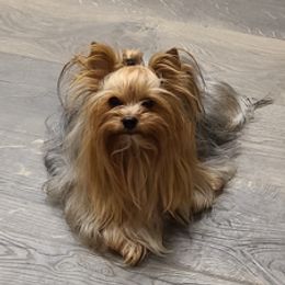 Koji - Yorkshire Terrier