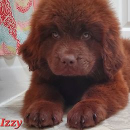 Izzy - Brown female Newfoundland puppy in Winfield, Pennsylvania from Najuananlo Newfoundlands