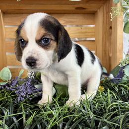 Flora - Black white and tan female Beagle puppy in Katy, Texas from Houston’s Howlin’ Hounds