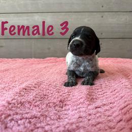 Delilah - Black roan female German Shorthaired Pointer puppy in Axton, Virginia from Red Clay Kennels